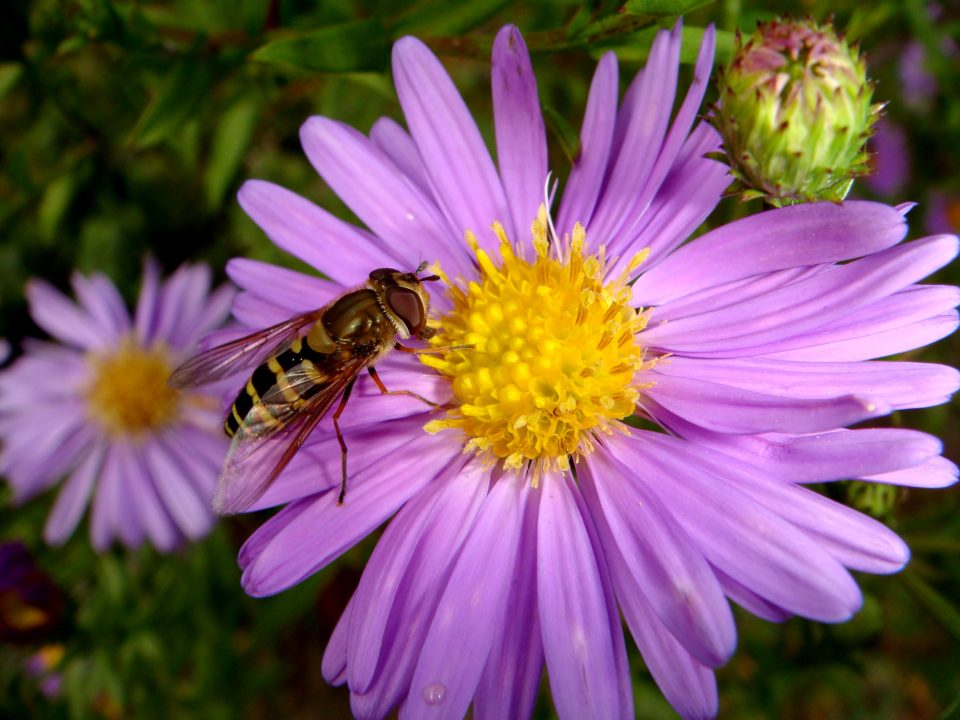 Flowers And Bugs