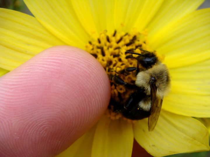 Flowers And Bugs