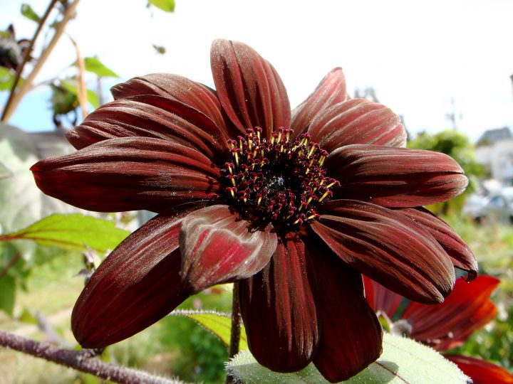 Flowers And Bugs