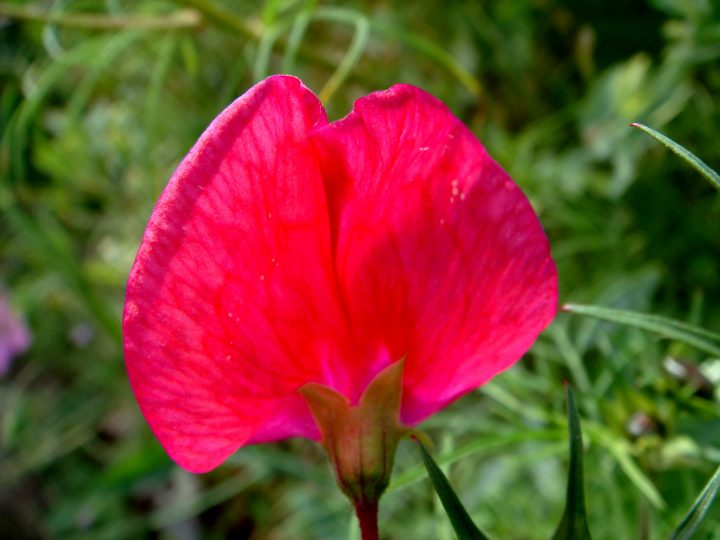 Flowers And Bugs