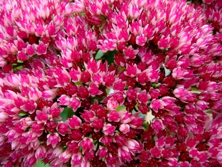 Flowers And Bugs