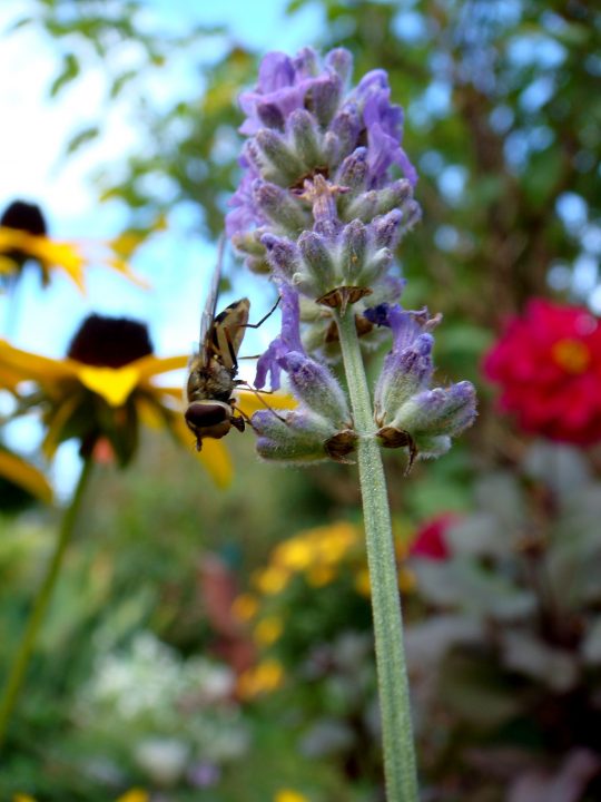 Flowers And Bugs