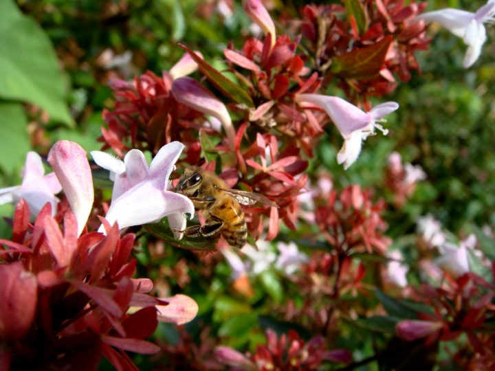 Flowers And Bugs
