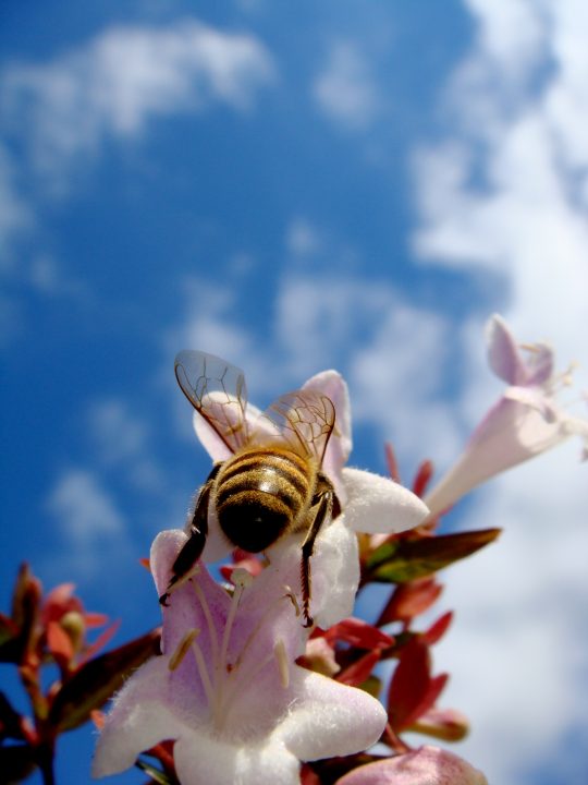 Bee and Sky