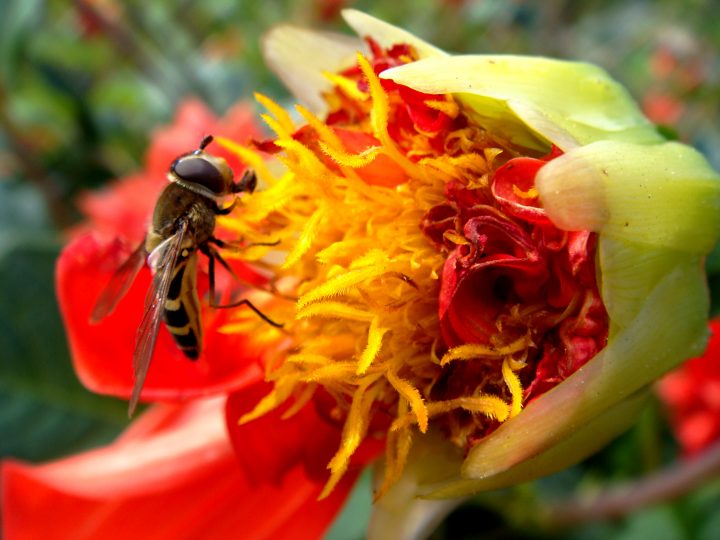 Flowers And Bugs