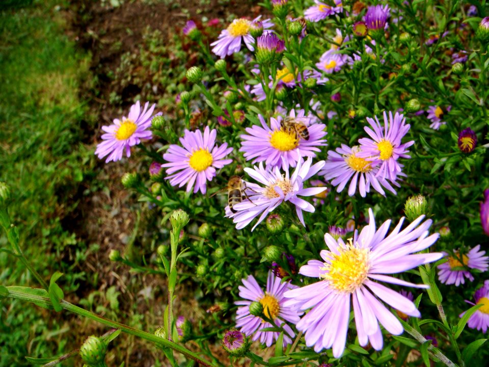 Flowers And Bugs