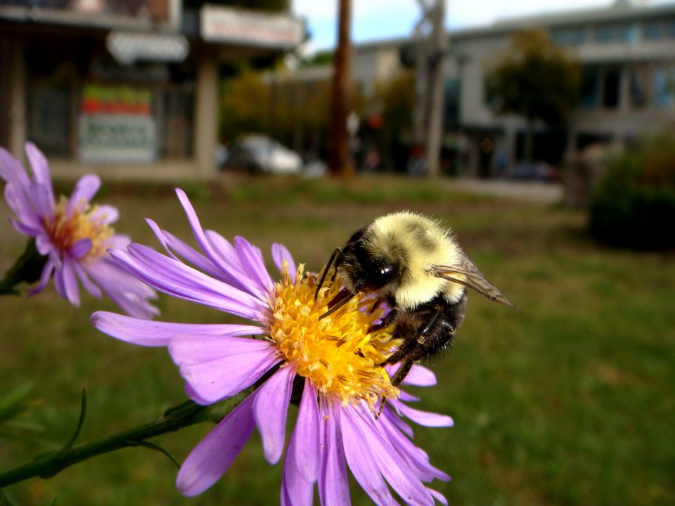 Flowers And Bugs