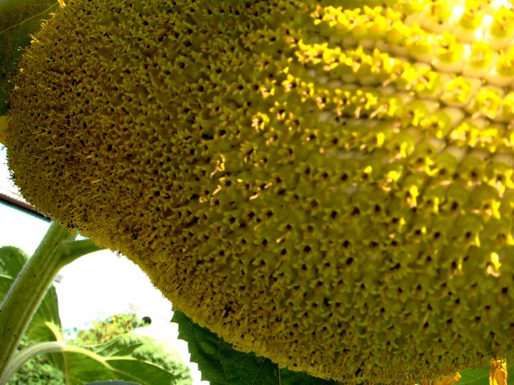 Flowers And Bugs