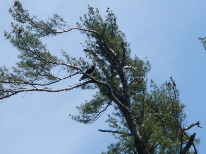 DSC00420
