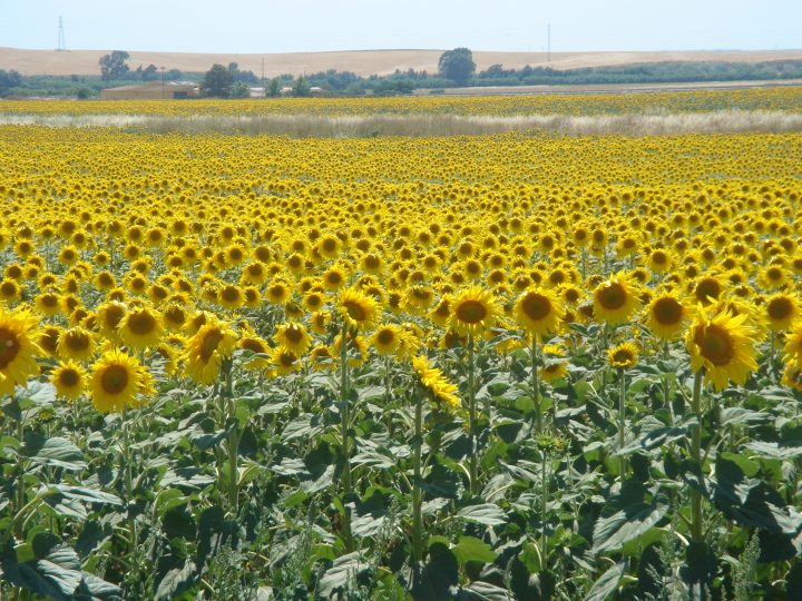 Field of Sunflowers