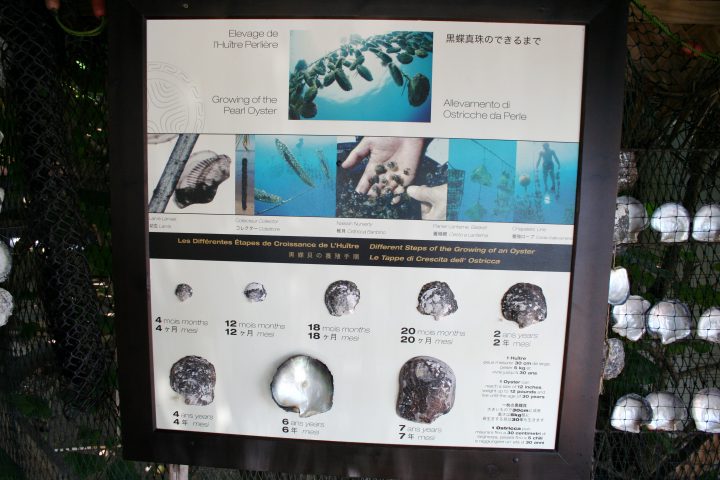 Tahiti Oysters