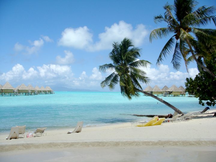 Palm Tree and Beach in Paradise