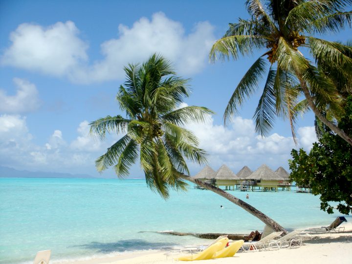 Tropical Island Palm Tree