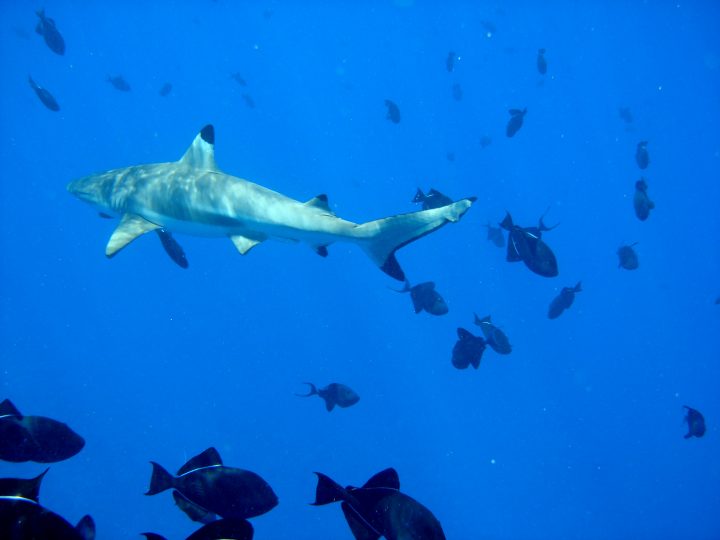shark