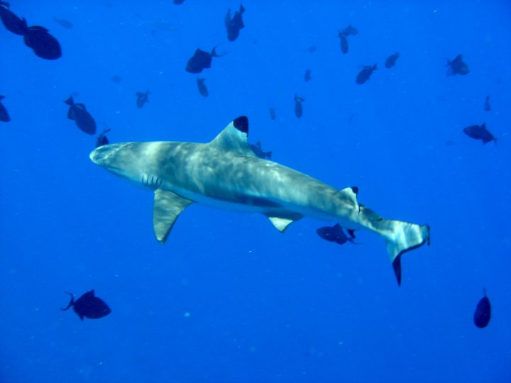 Shark