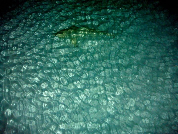 Shark Underwater At Night