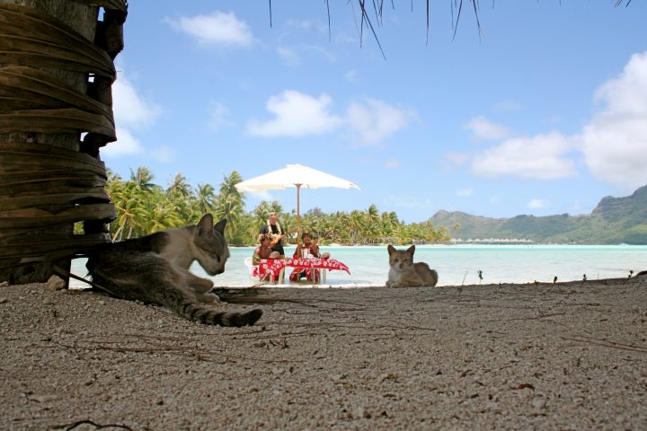 cats on bora bora island