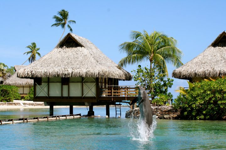 Dolphins in Bora Bora