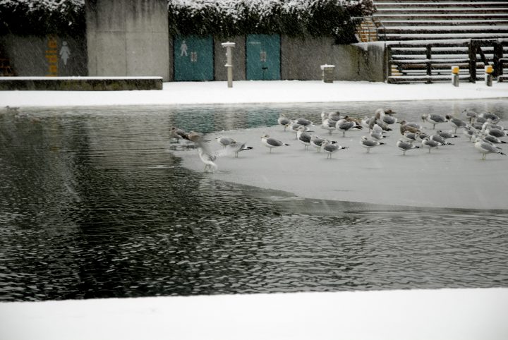Snow Day In Vancouver
