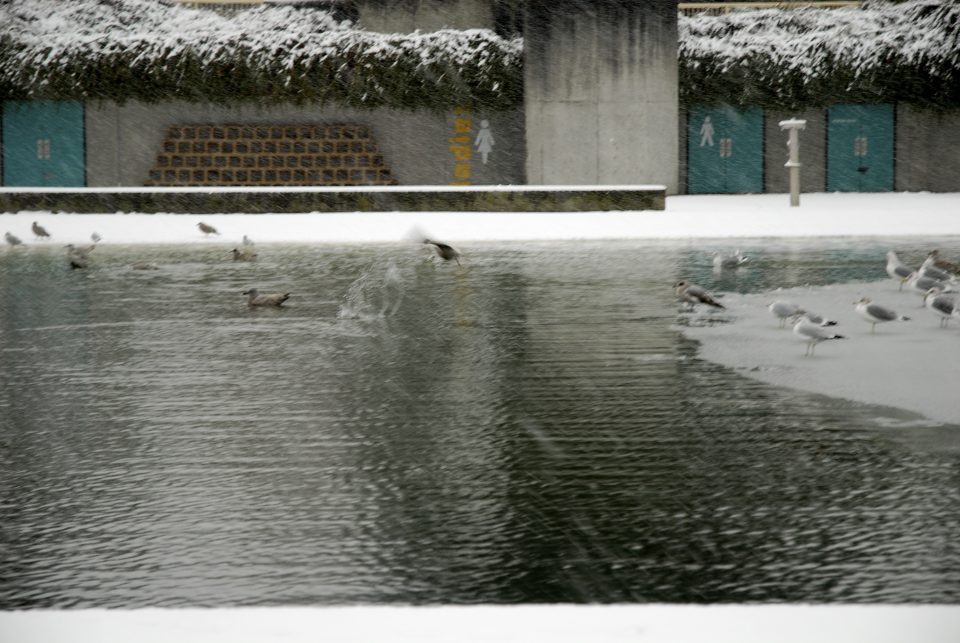 Snow Day In Vancouver