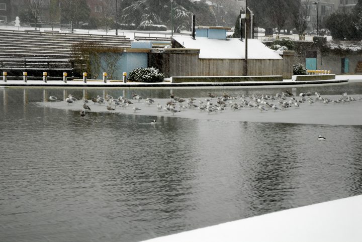 Snow Day In Vancouver