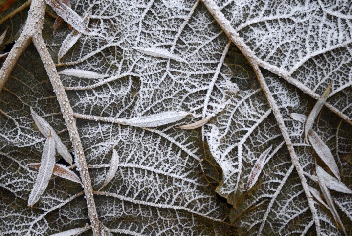 frosty capillaries
