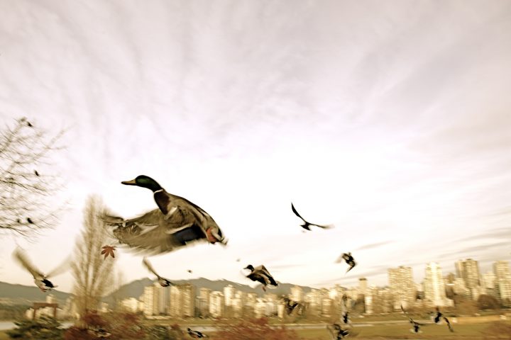 Ducks Flying In The Air / Duck Hunt