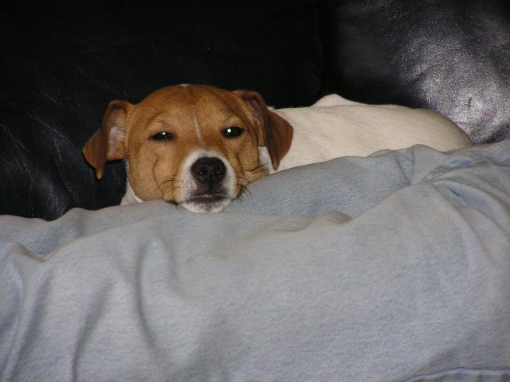 sleepy target