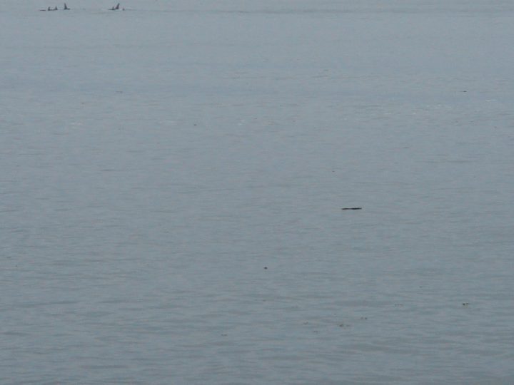 whales at 10X digital zoom