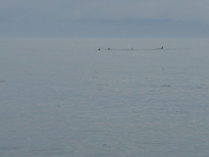 whales at 10X digital zoom