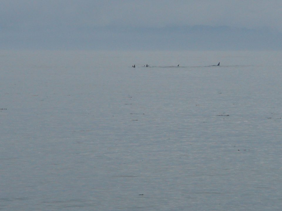whales at 10X digital zoom