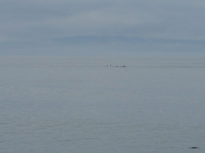 whales at 10X digital zoom