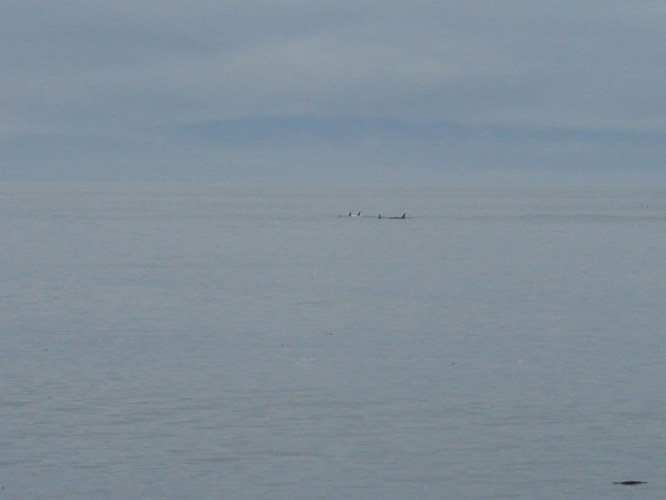 whales at 10X digital zoom