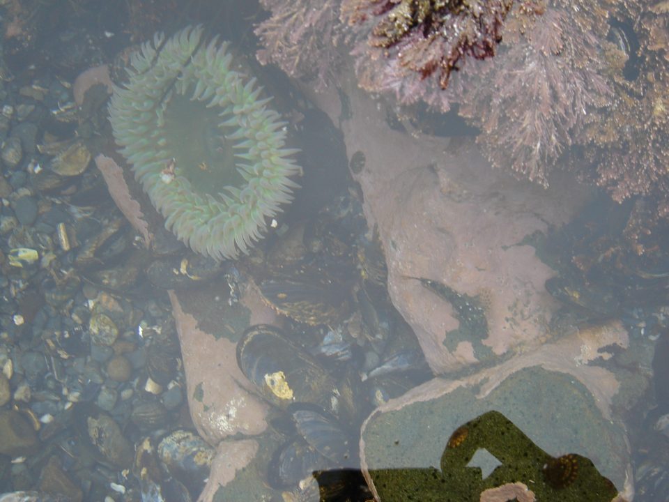 anemone in the tide pool
