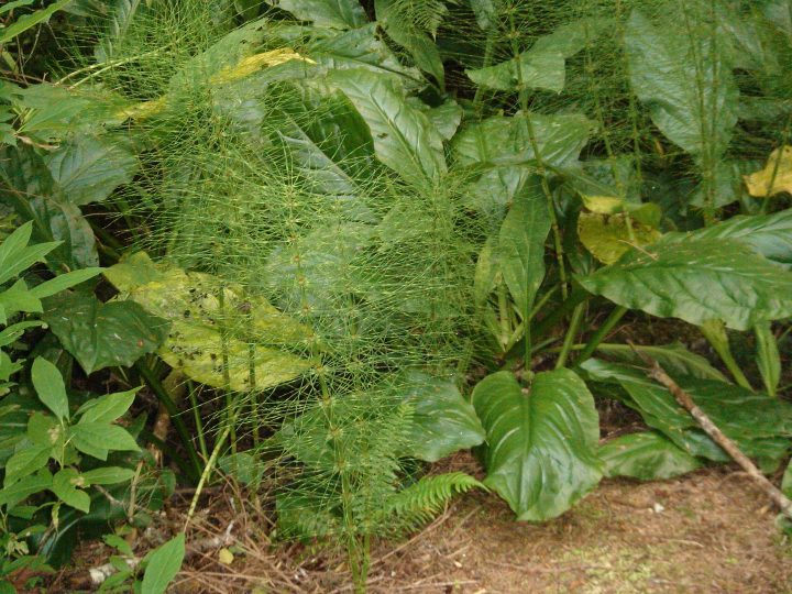 spindly little plants