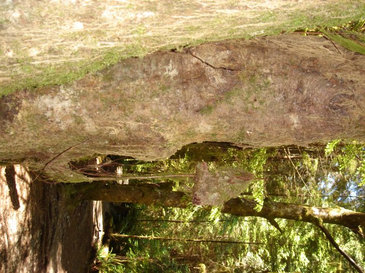 weird thing sticking out of a tree