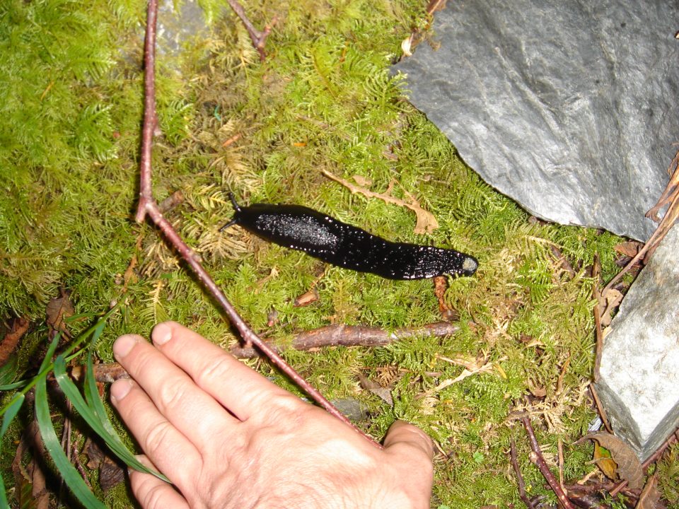 big banana slug