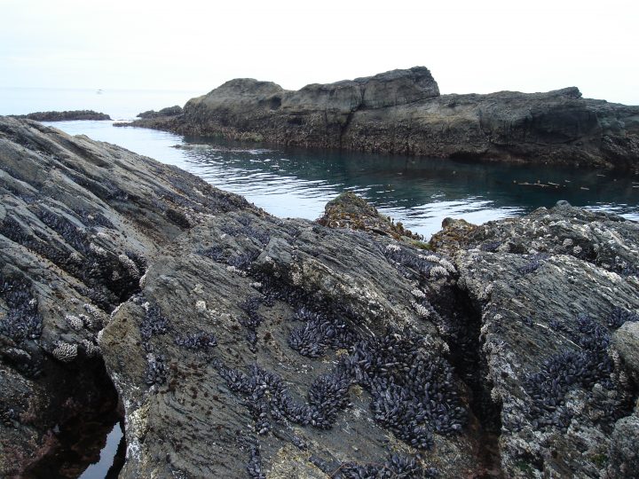 tide pools at Botanical Beach