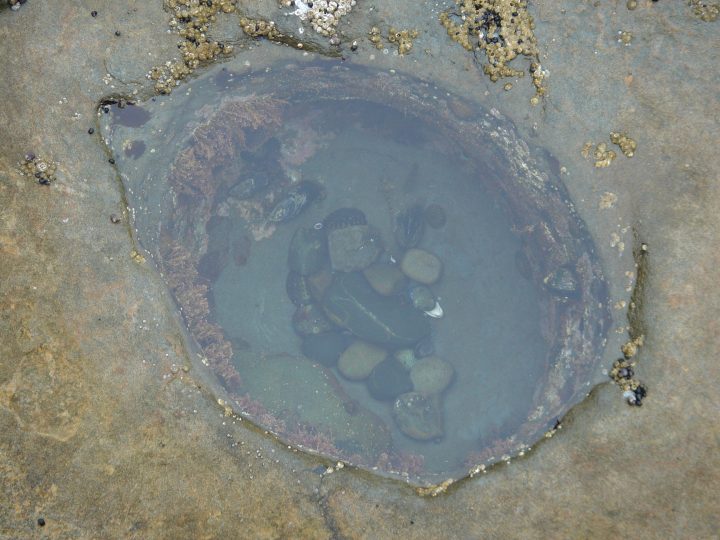 Tide Pool at Botanical Beach