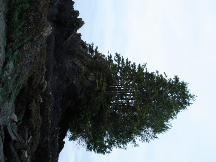 Trees at Botanical Beach