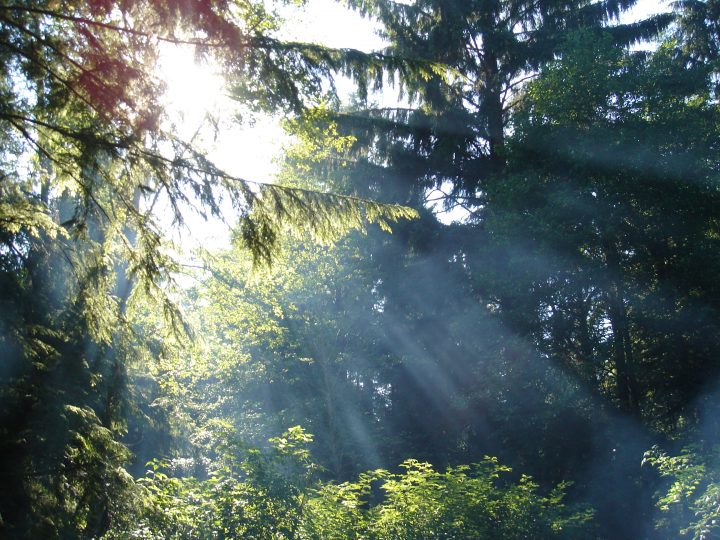 sunlight