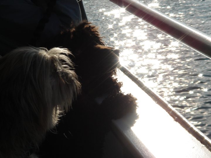 doggies look out the portal on the ferry
