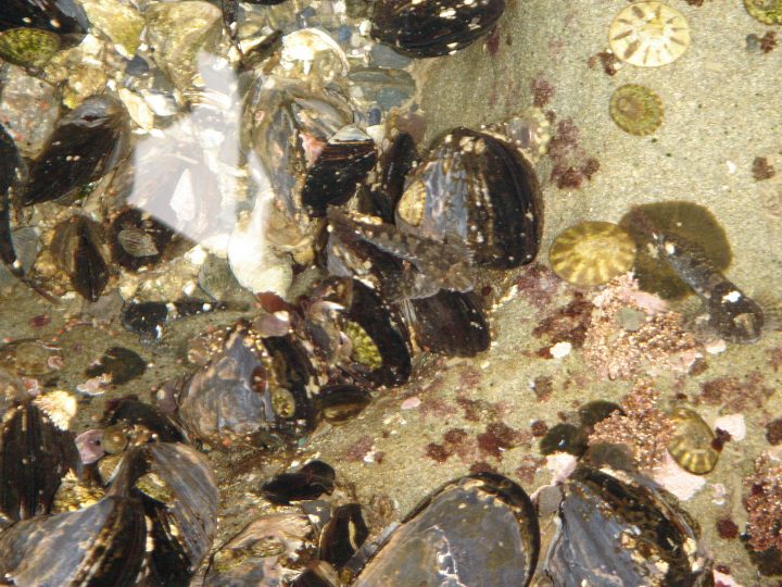 more life in the tide pools