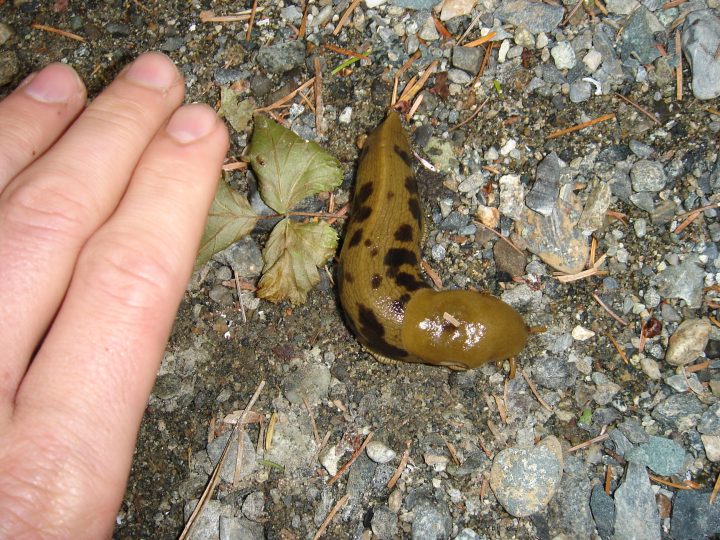 banana slug