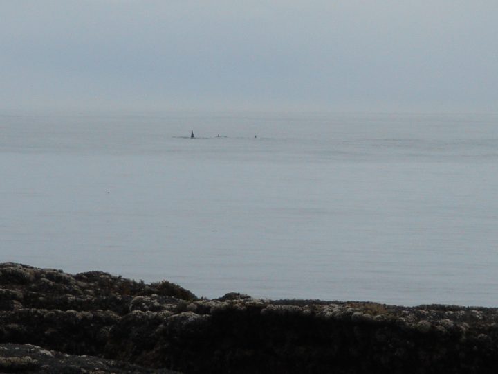 huge dorsal fin