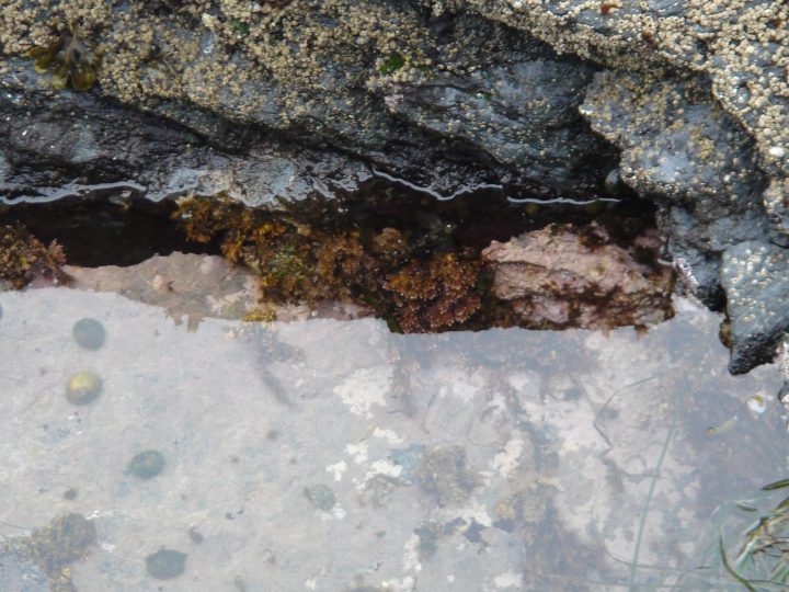 snails in the tide pool
