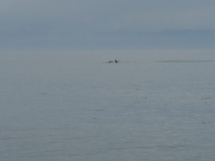 whales
