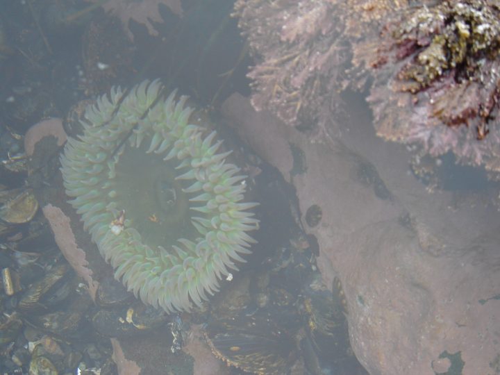 anemone
