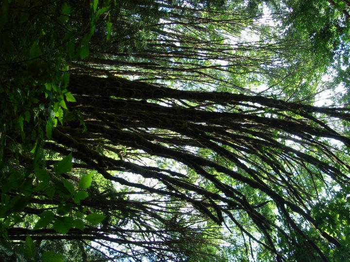 trees bend