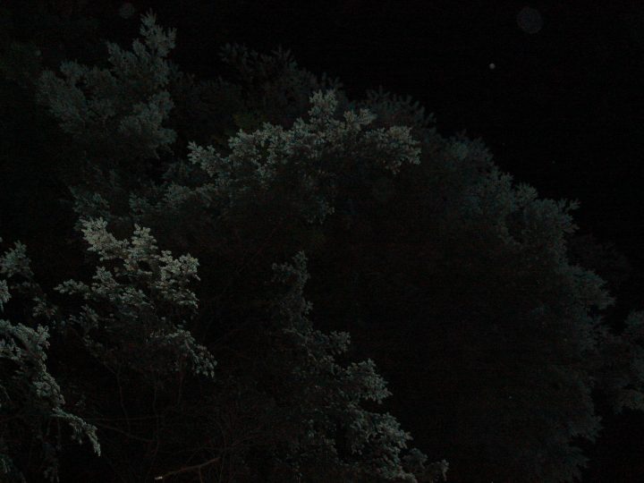 spooky trees